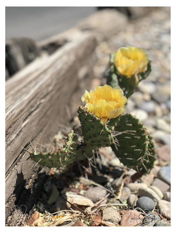 Prickly Pear  - Art Print