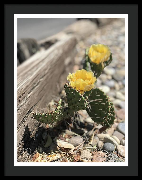 Prickly Pear  - Framed Print