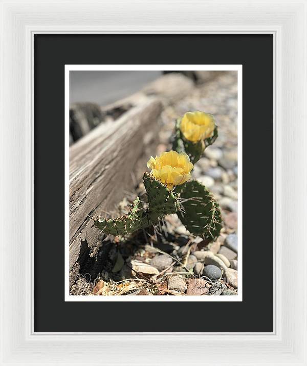 Prickly Pear  - Framed Print