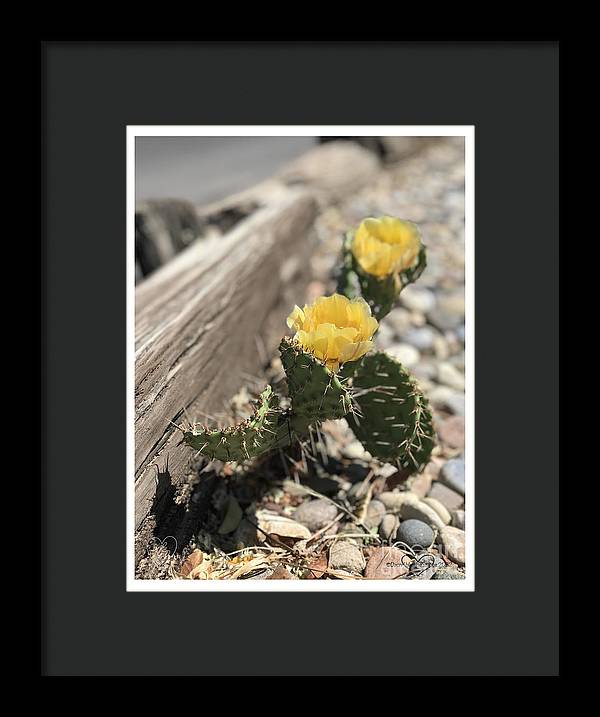 Prickly Pear  - Framed Print