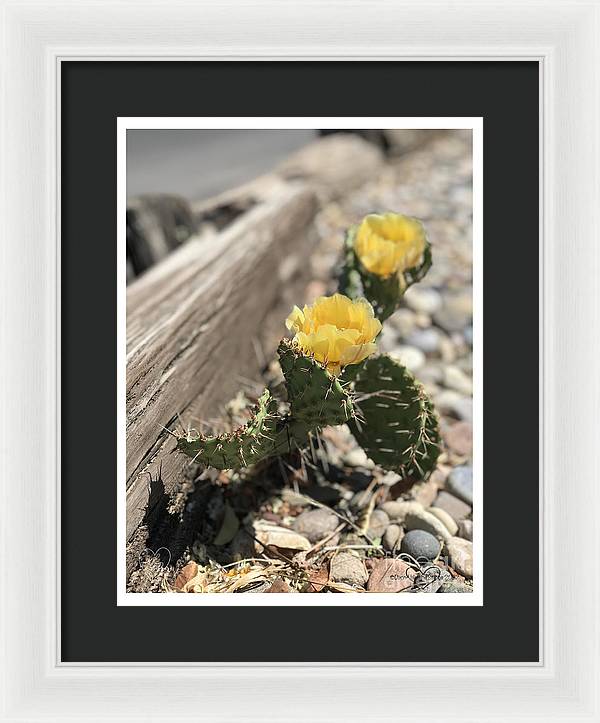 Prickly Pear  - Framed Print