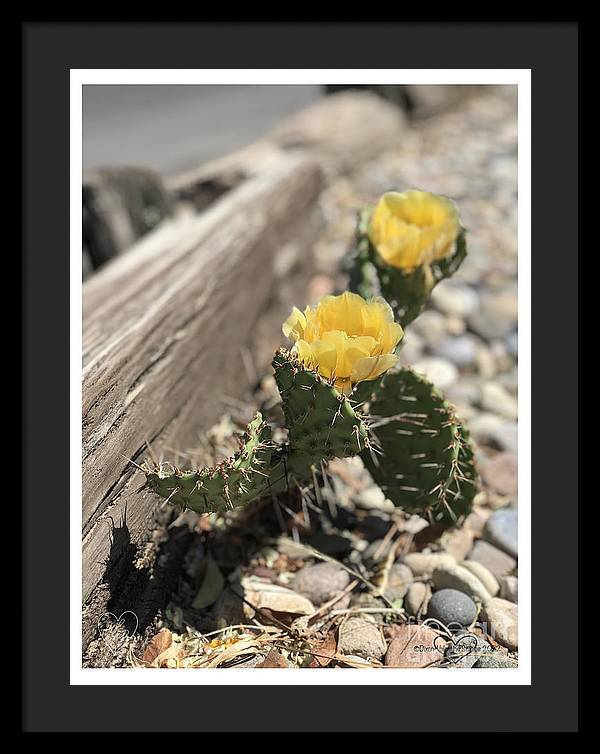 Prickly Pear  - Framed Print