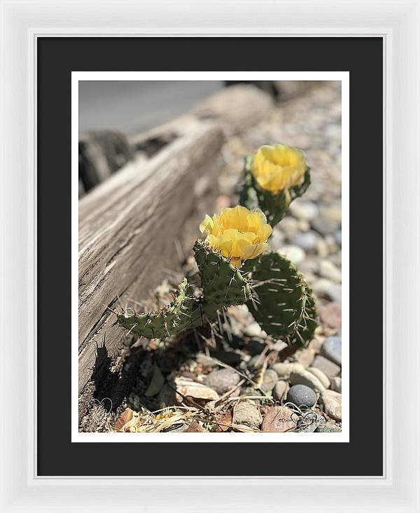 Prickly Pear  - Framed Print