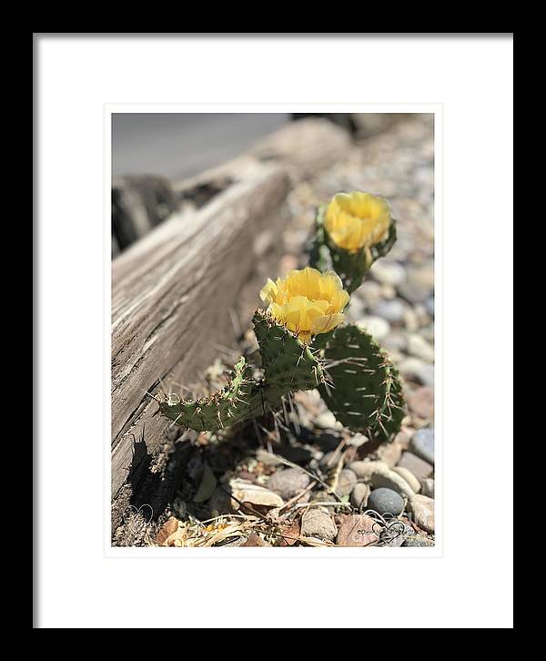 Prickly Pear  - Framed Print