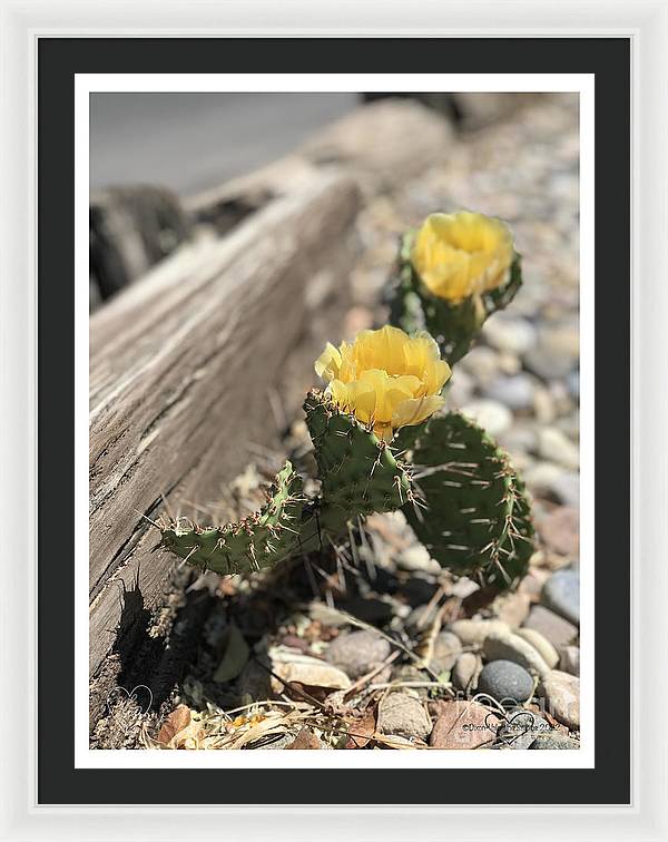 Prickly Pear  - Framed Print