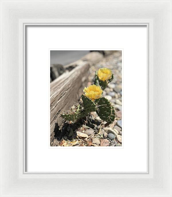 Prickly Pear  - Framed Print