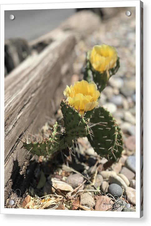 Prickly Pear  - Acrylic Print