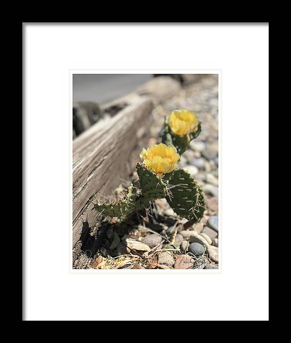 Prickly Pear  - Framed Print