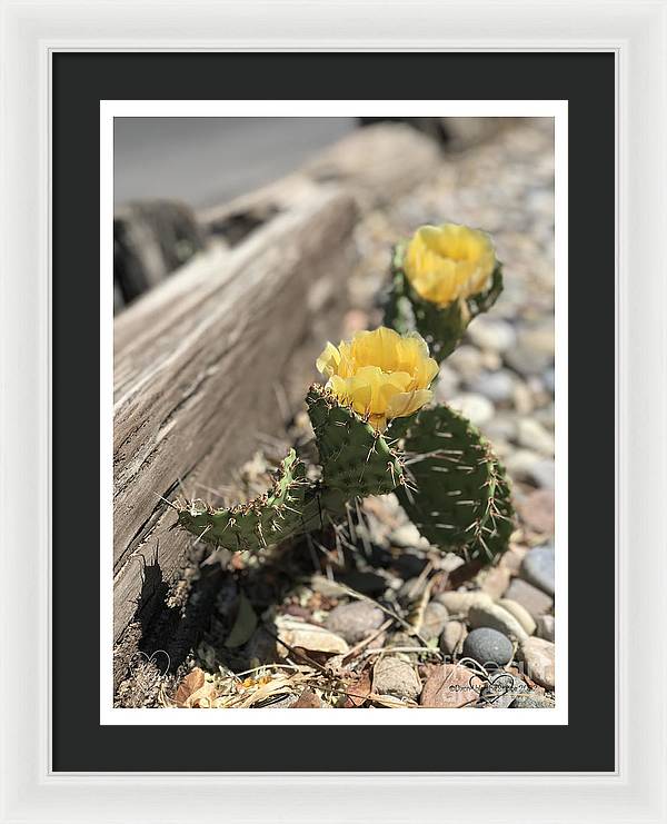 Prickly Pear  - Framed Print