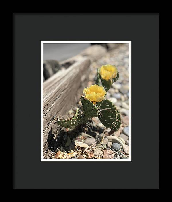 Prickly Pear  - Framed Print