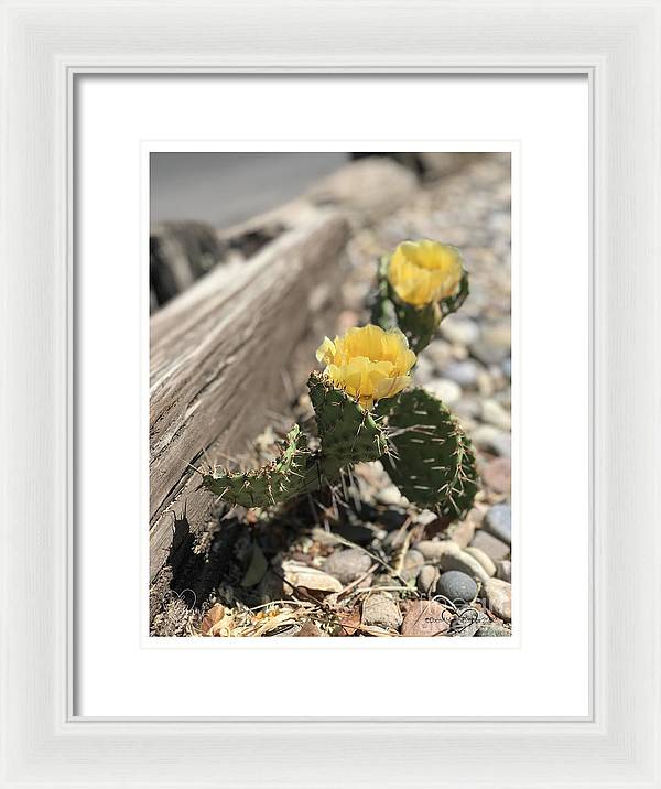 Prickly Pear  - Framed Print