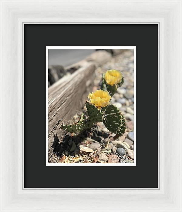 Prickly Pear  - Framed Print