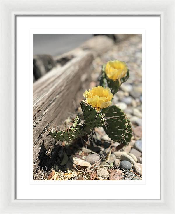 Prickly Pear  - Framed Print