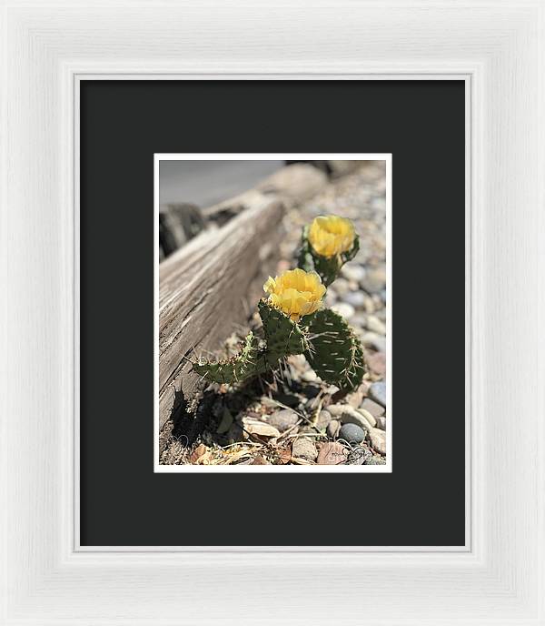 Prickly Pear  - Framed Print