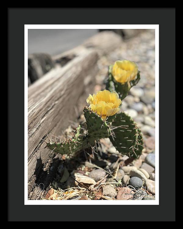 Prickly Pear  - Framed Print