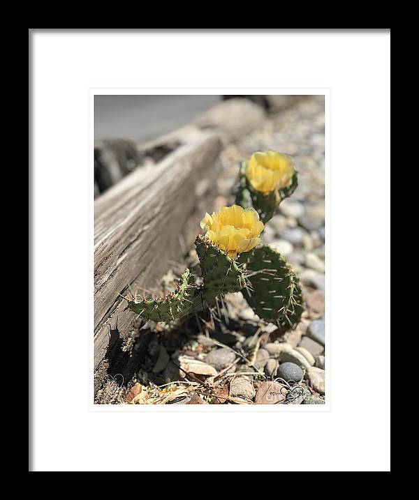 Prickly Pear  - Framed Print