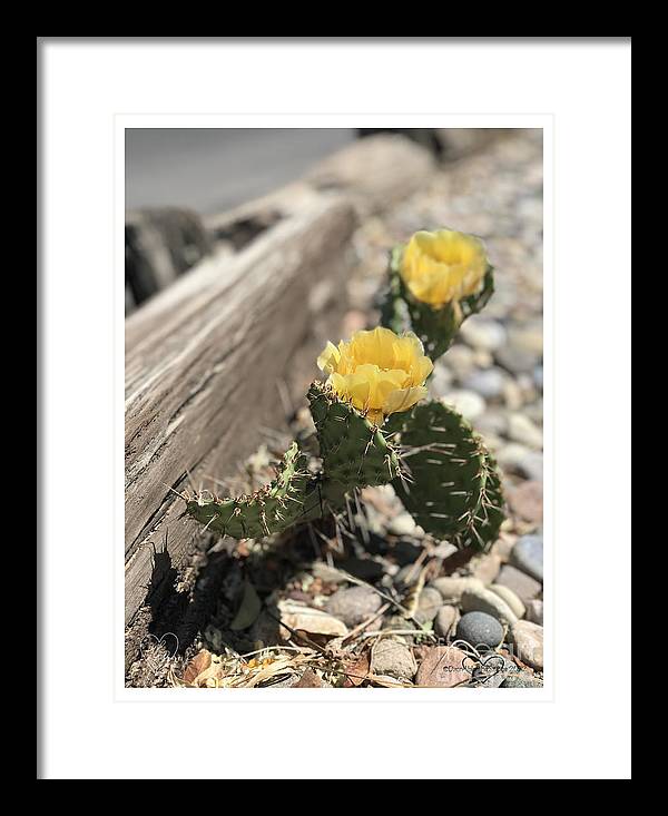 Prickly Pear  - Framed Print