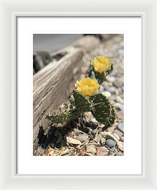 Prickly Pear  - Framed Print