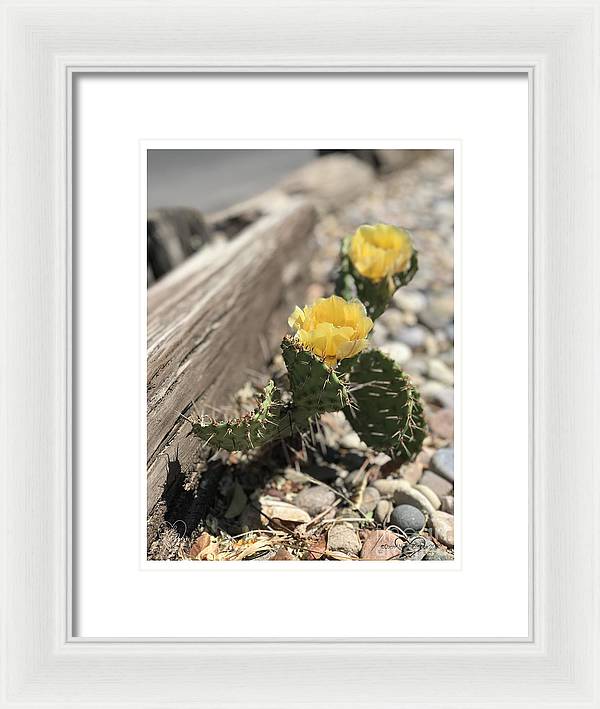 Prickly Pear  - Framed Print