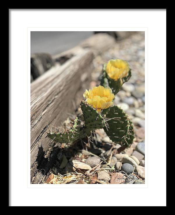 Prickly Pear  - Framed Print