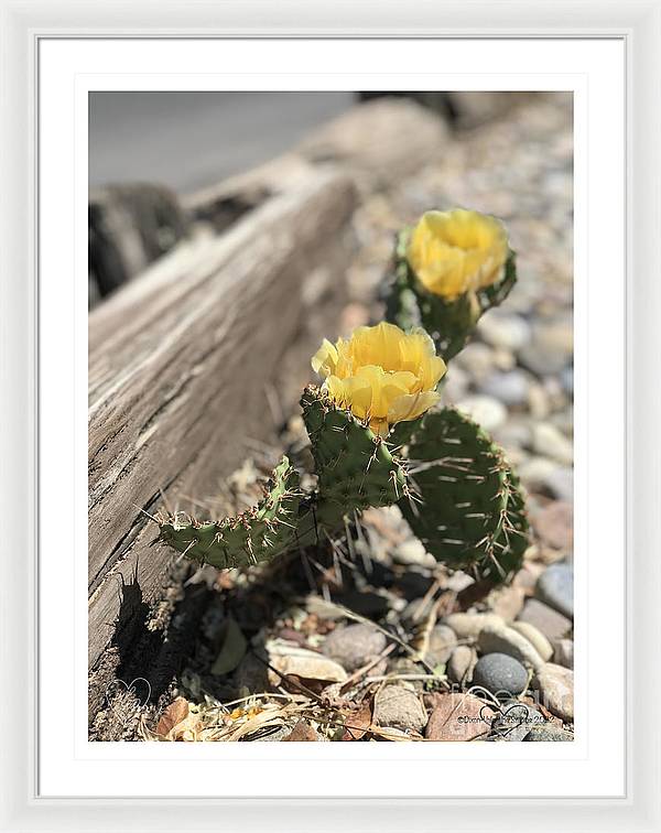 Prickly Pear  - Framed Print