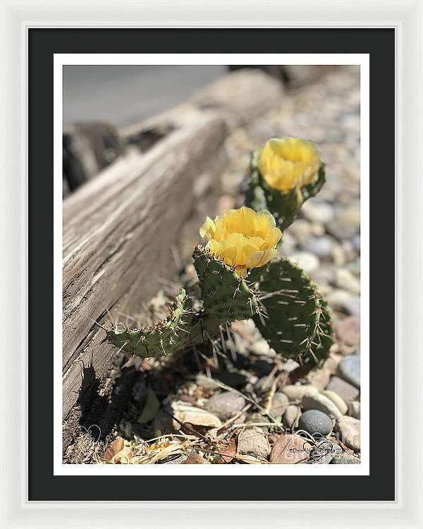 Prickly Pear  - Framed Print