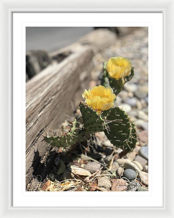 Prickly Pear  - Framed Print