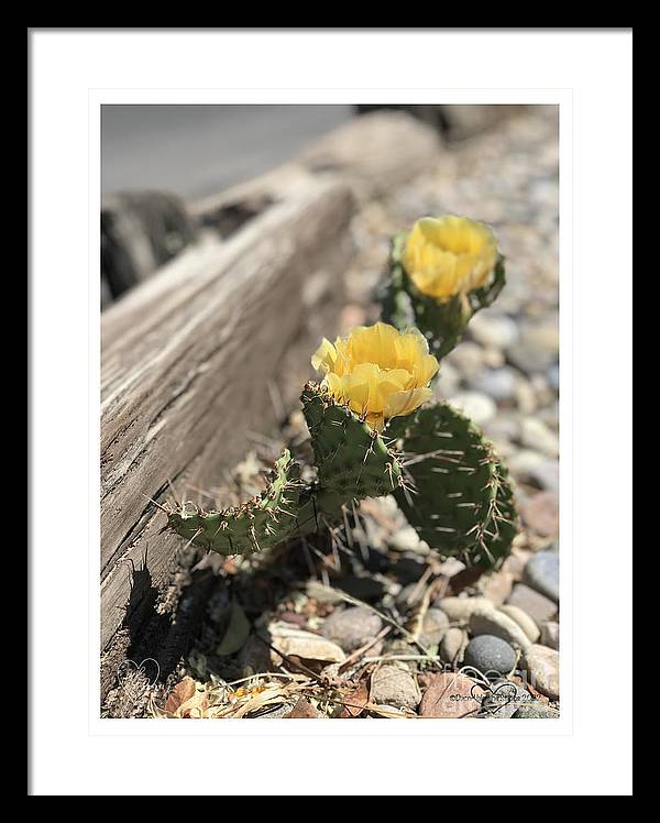 Prickly Pear  - Framed Print