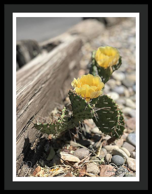 Prickly Pear  - Framed Print