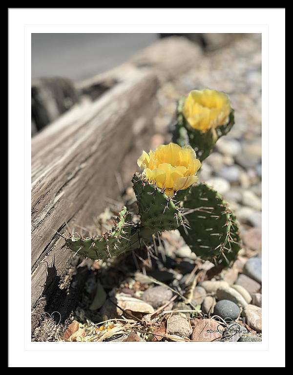 Prickly Pear  - Framed Print