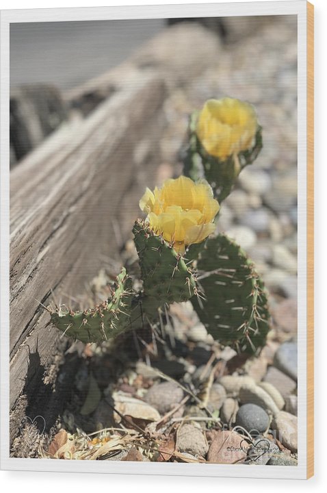 Prickly Pear  - Wood Print