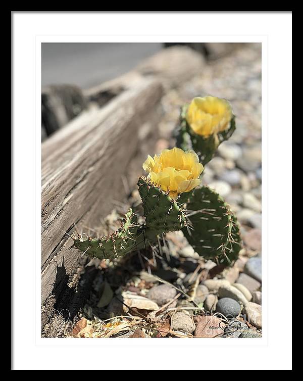 Prickly Pear  - Framed Print