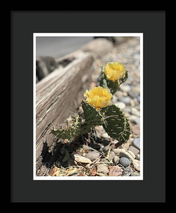 Prickly Pear  - Framed Print