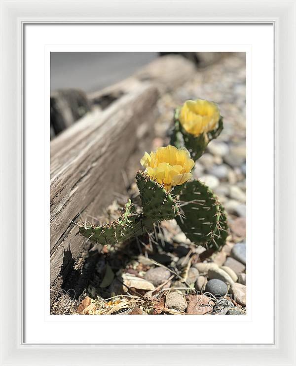 Prickly Pear  - Framed Print