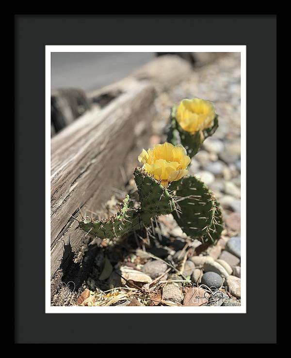 Prickly Pear  - Framed Print