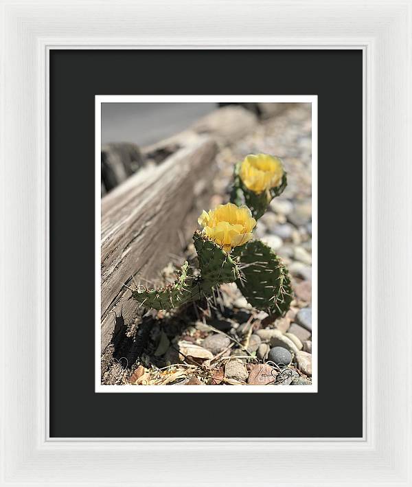 Prickly Pear  - Framed Print