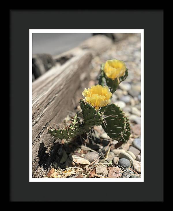 Prickly Pear  - Framed Print