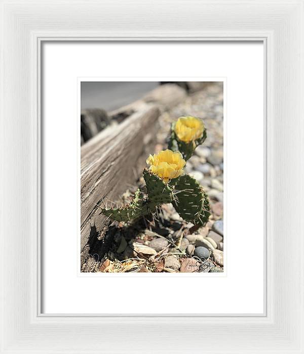 Prickly Pear  - Framed Print