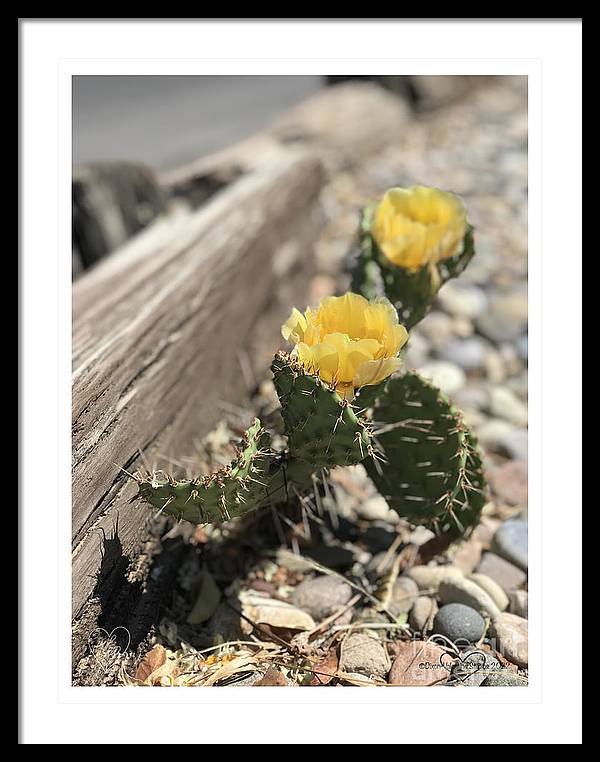 Prickly Pear  - Framed Print