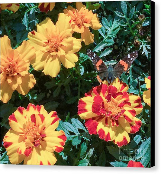 Red Admiral on Marigold - Canvas Print