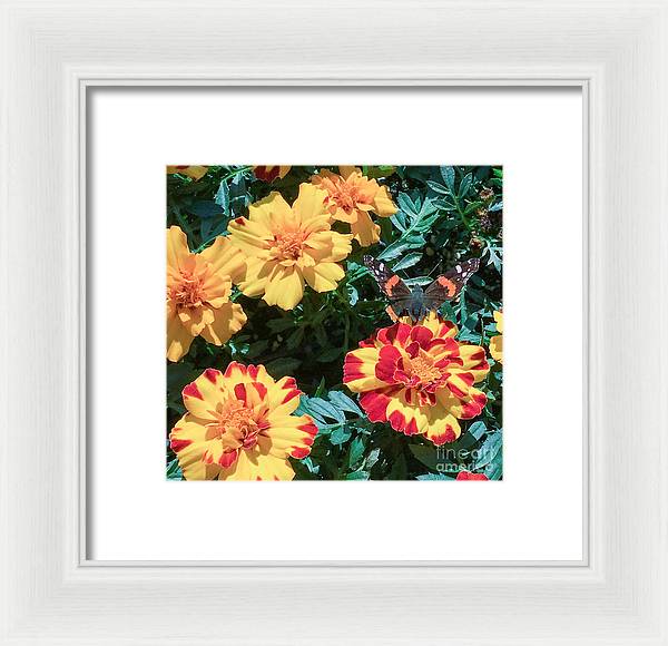 Red Admiral on Marigold - Framed Print