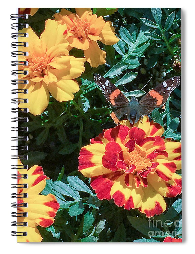 Red Admiral on Marigold - Spiral Notebook