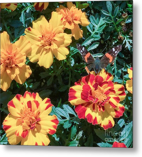 Red Admiral on Marigold - Metal Print