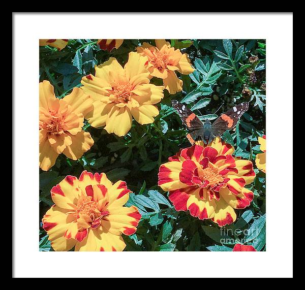 Red Admiral on Marigold - Framed Print