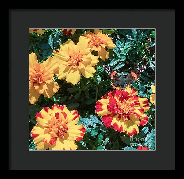 Red Admiral on Marigold - Framed Print