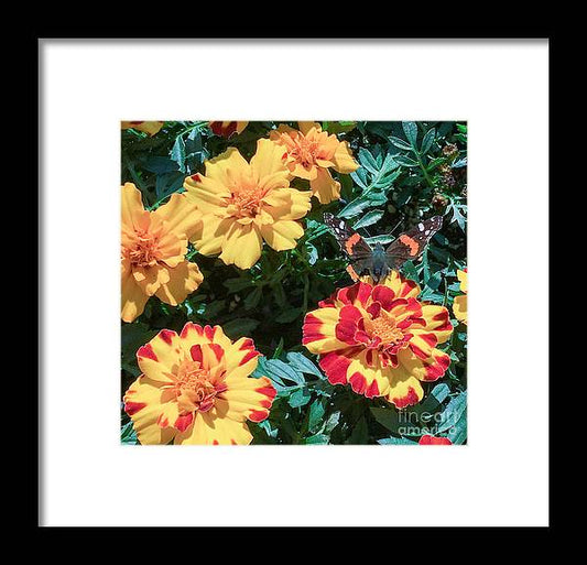 Red Admiral on Marigold - Framed Print