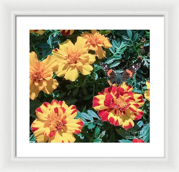 Red Admiral on Marigold - Framed Print