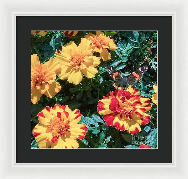 Red Admiral on Marigold - Framed Print