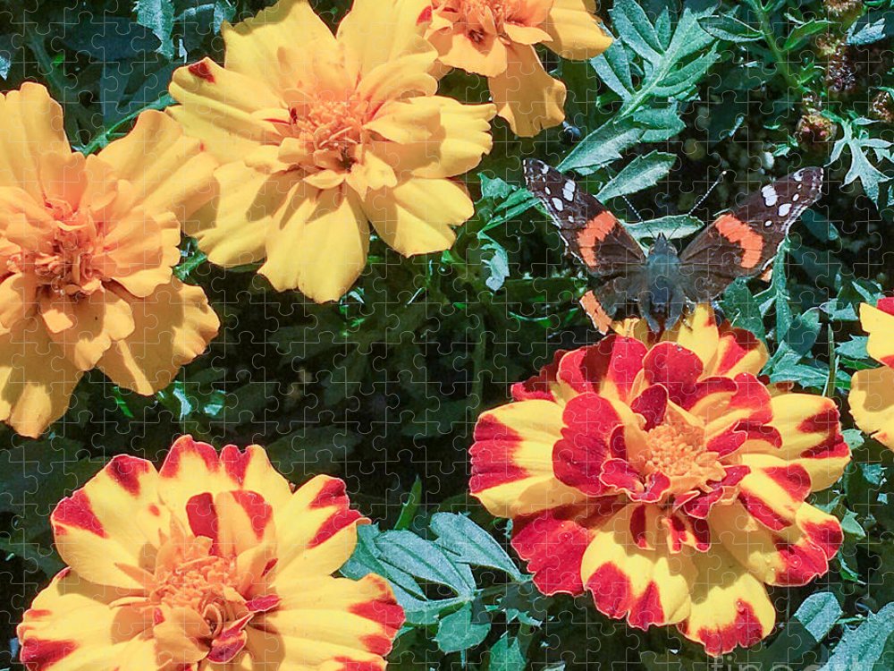 Red Admiral on Marigold - Puzzle