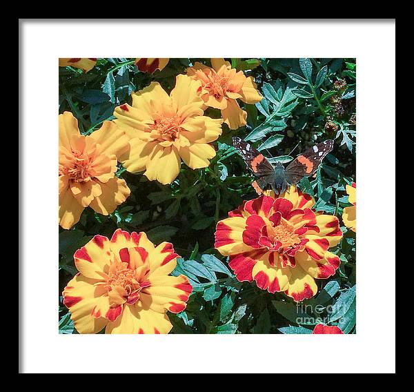 Red Admiral on Marigold - Framed Print